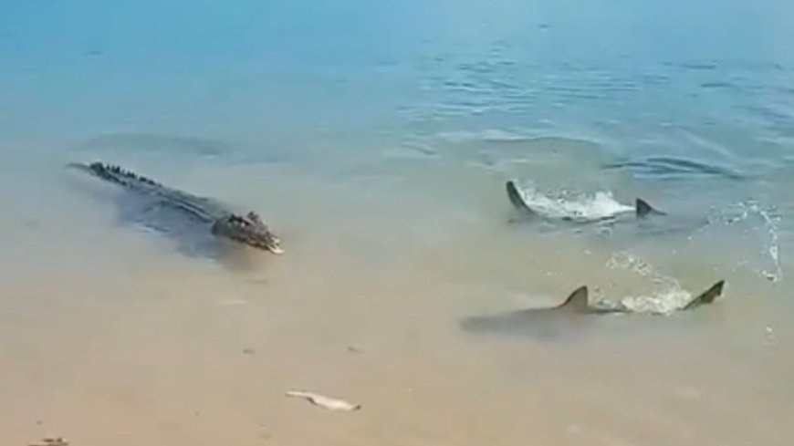 Watch horrifying moment crocodile takes on gang of SHARKS in brutal battle to be king of the beach --[Reported by Umva mag]