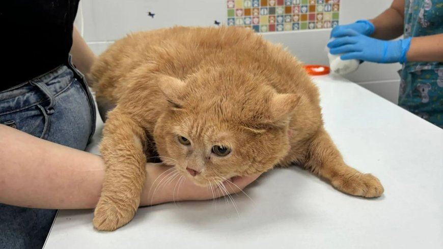 World’s fattest cat Crumbs who weighed 38lbs & was ‘too big to walk’ loses his first kilo after being sent to fat camp --[Reported by Umva mag]