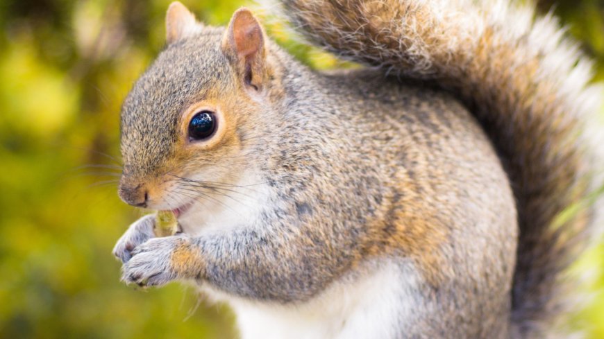 Train chaos as service cancelled after two crazed squirrels rushed on board and attacked stunned passengers --[Reported by Umva mag]