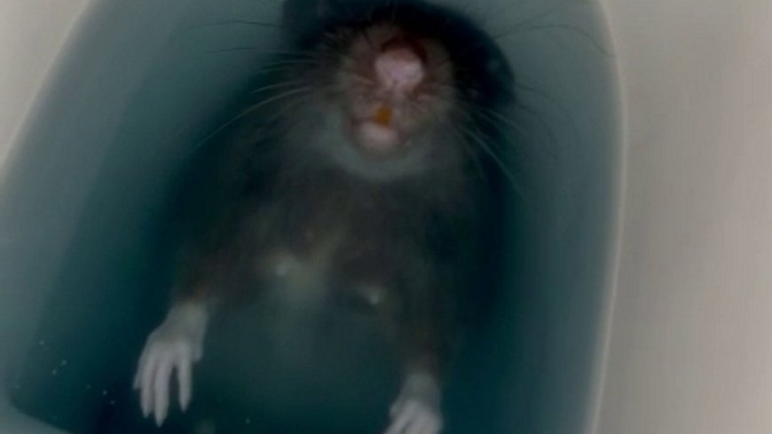 Horrific moment woman discovers giant rat staring up at her from the toilet after ‘something brushed against her’ --[Reported by Umva mag]