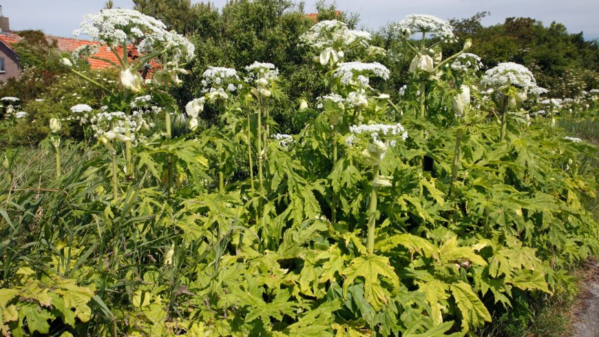 What is giant hogweed and how to treat burns? --[Reported by Umva mag]