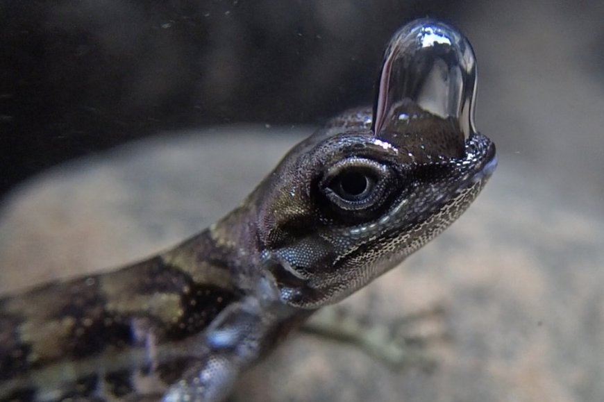 Lizard uses BUBBLE to breathe underwater in wild new video as experts discover secret weapon to survive predators --[Reported by Umva mag]