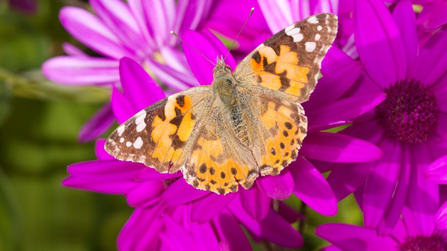 UK butterfly species face EXTINCTION as numbers plummet due to worrying ‘killer’ cause silently wiping them out --[Reported by Umva mag]