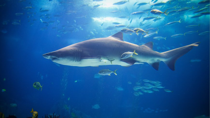 Sharks seen flocking to surprising US vacation hotspot as scientists say they’re swimming from ‘thousands of miles’ away --[Reported by Umva mag]