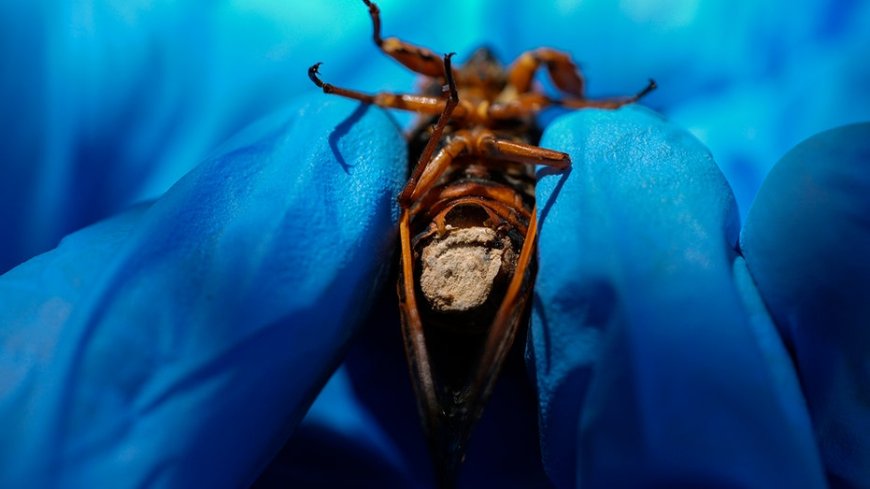 Hypersexual ‘zombie’ cicadas infected with parasitic fungus being collected by scientists --[Reported by Umva mag]