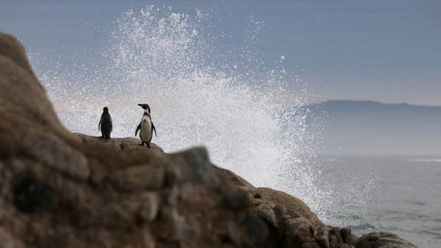 Plummeting Humboldt penguin population presents extinction risk --[Reported by Umva mag]