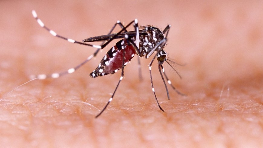 Los Angeles County reports dengue fever cluster acquired from local mosquitoes --[Reported by Umva mag]