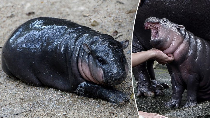 Thai zoo implements time limit to visit viral hippo Moo Deng --[Reported by Umva mag]