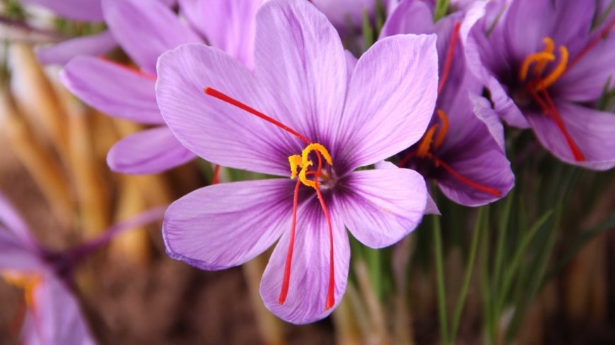 Actually, You Can Grow Saffron at Home --[Reported by Umva mag]