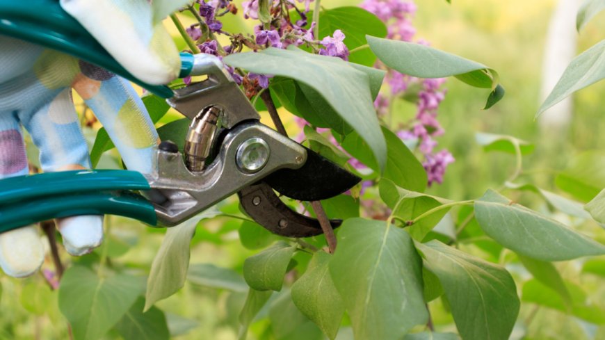 Don't Prune These Plants in Fall --[Reported by Umva mag]