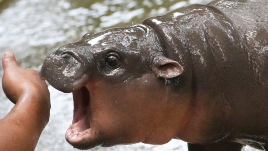 Baby hippo Moo Deng becomes internet sensation --[Reported by Umva mag]