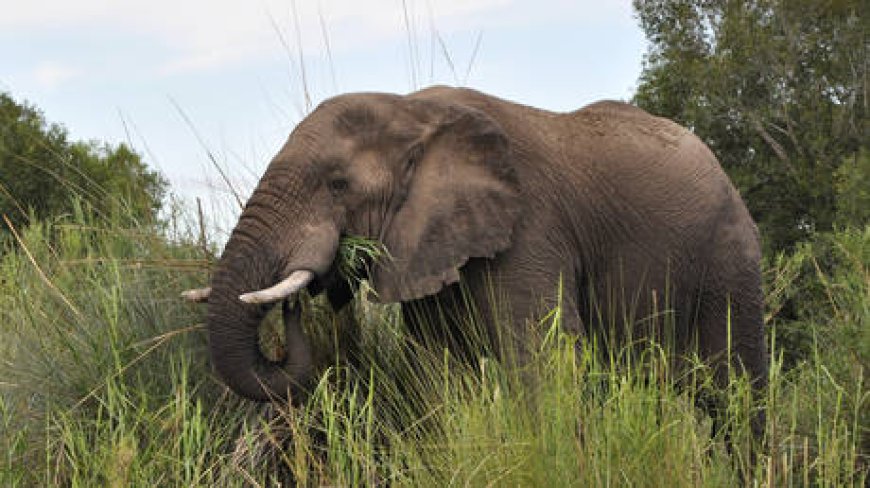 African states to feed the hungry with elephant meat --[Reported by Umva mag]