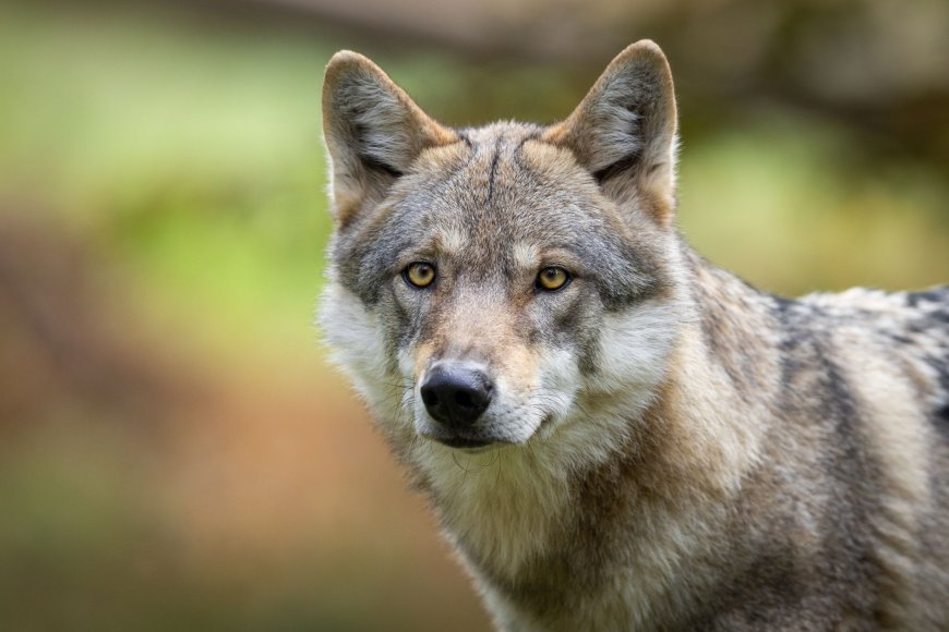 Critics howling after school allows student to identify as a wolf --[Reported by Umva mag]