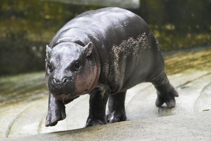 Thailand’s adorable pygmy hippo Moo Deng has the kind of face that launches a thousand memes --[Reported by Umva mag]