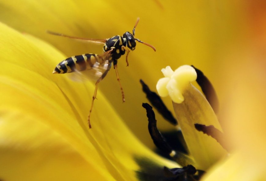 Diet, demographics behind late-summer wasp outbreak across parts of Canada --[Reported by Umva mag]