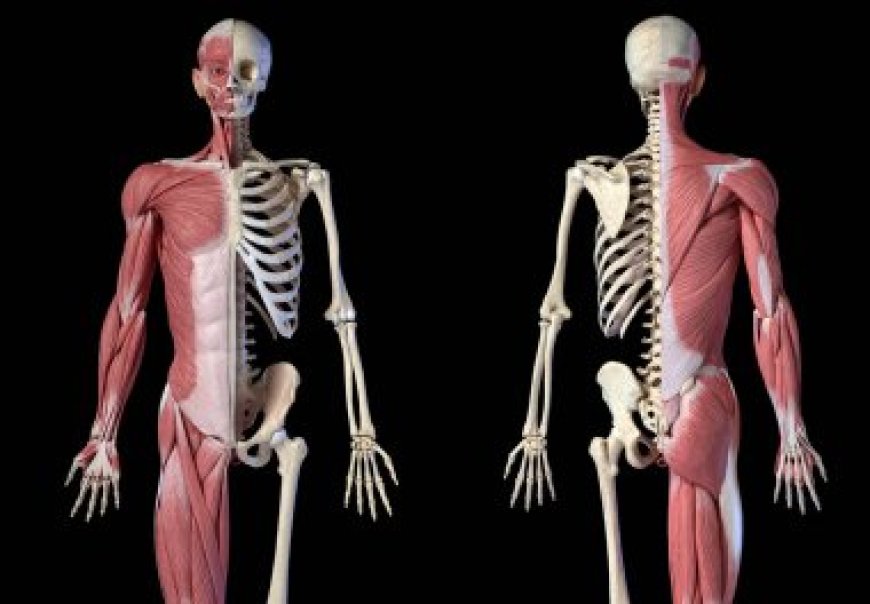 How to Keep Your Musculoskeletal System Healthy --[Reported by Umva mag]