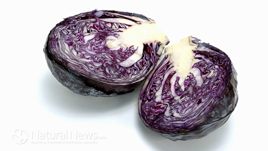 Cabbage – Once an overlooked but now popular vegetable --[Reported by Umva mag]