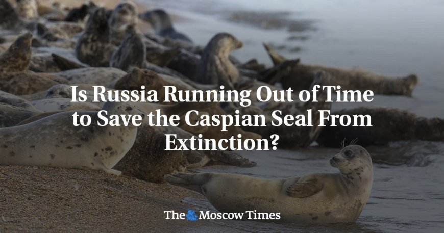 Is Russia Running Out of Time to Save the Caspian Seal From Extinction? --[Reported by Umva mag]