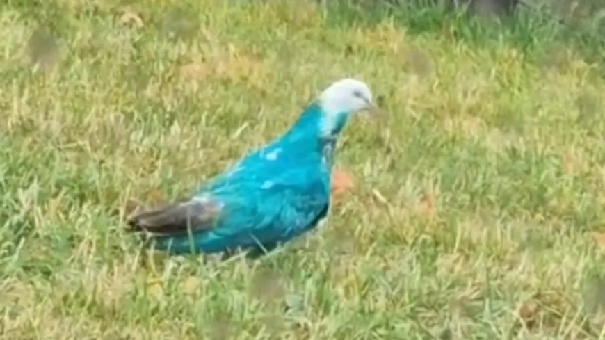 Is this a ‘gender reveal pigeon’? Mystery blue bird baffles local residents --[Reported by Umva mag]