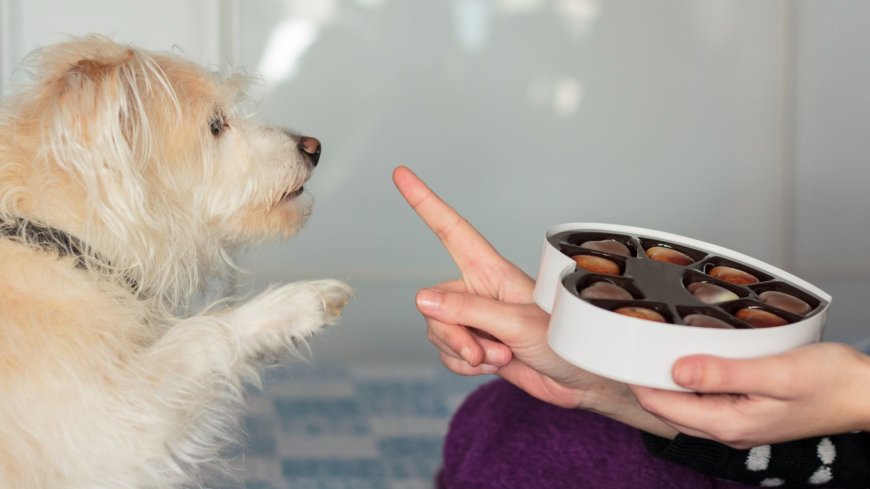 I’m a dog whizz – what you need to do if your furry friend eats chocolate & the only time you can skip the vet --[Reported by Umva mag]