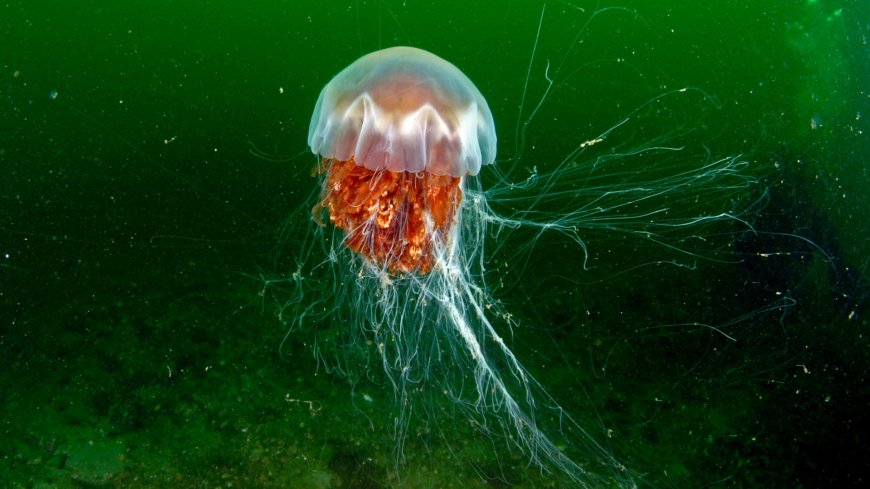 What to do if you are stung by a jellyfish – and it definitely DOESN’T involve urine --[Reported by Umva mag]