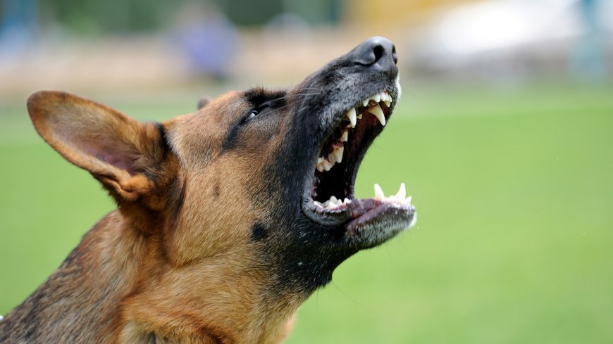 Urgent warning to dog owners – this common problem makes them grumpier --[Reported by Umva mag]