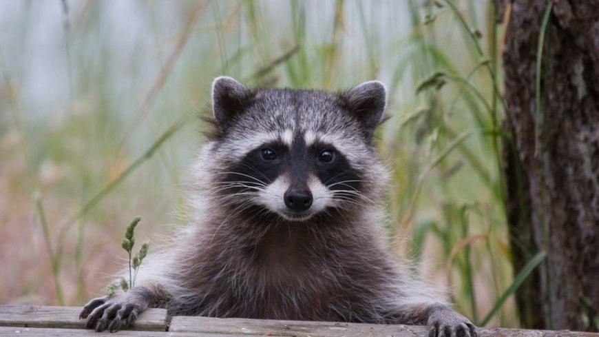 Raccoon roundworm infections reported in Los Angeles County, health officials warn --[Reported by Umva mag]