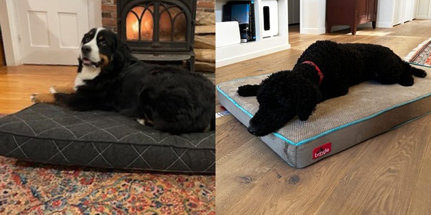 The 7 best large dog beds of 2024, tested and reviewed --[Reported by Umva mag]