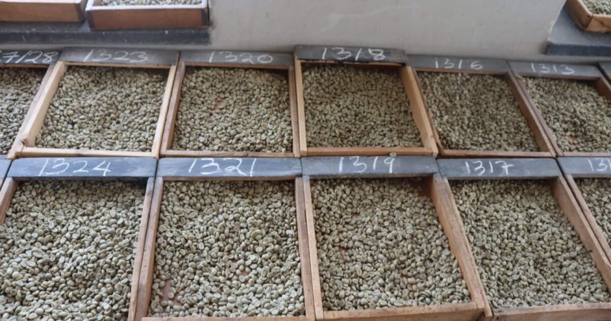 Kenya Coffee Prices Defy Global Decline --[Reported by Umva mag]