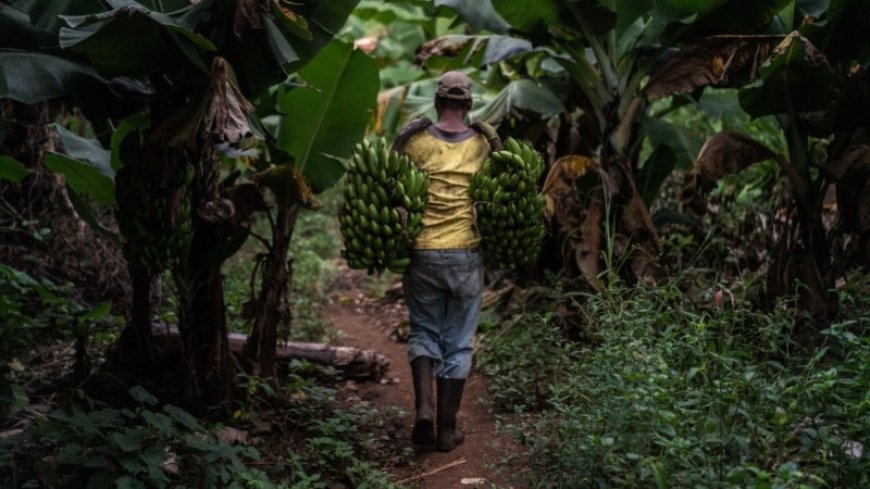 Fresh hope grows for Malawi banana farmers after virus attack --[Reported by Umva mag]