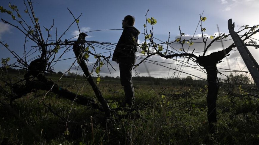 France asks for EU help to destroy 'unprofitable' Bordeaux vines --[Reported by Umva mag]