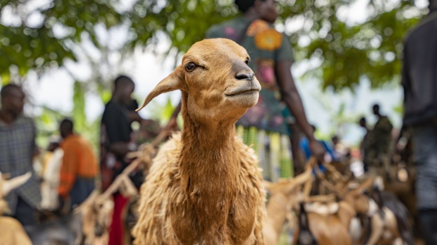 Rwanda tackles Rift Valley Fever under ‘One Health’ approach --[Reported by Umva mag]