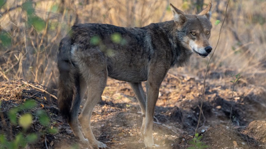 'All it takes is a predator to learn that children are easier prey': Why India's 'wolf' attacks may not be what they seem --[Reported by Umva mag]