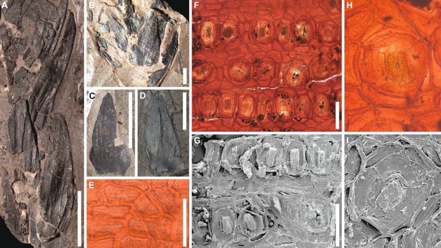 Fossils from lush 53 million-year-old South Pole rainforest discovered in Tasmania --[Reported by Umva mag]