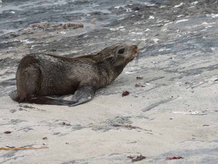 Scientists in South Africa say they have identified the first known outbreak of rabies in seals --[Reported by Umva mag]