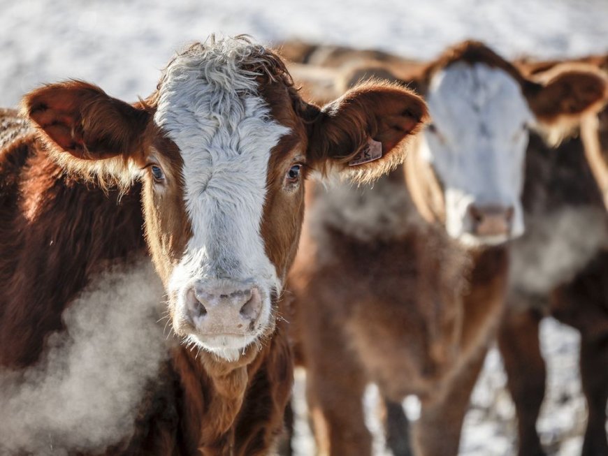 Years-long ban on Canadian beef highlights ‘uncertainty’ of Chinese market --[Reported by Umva mag]