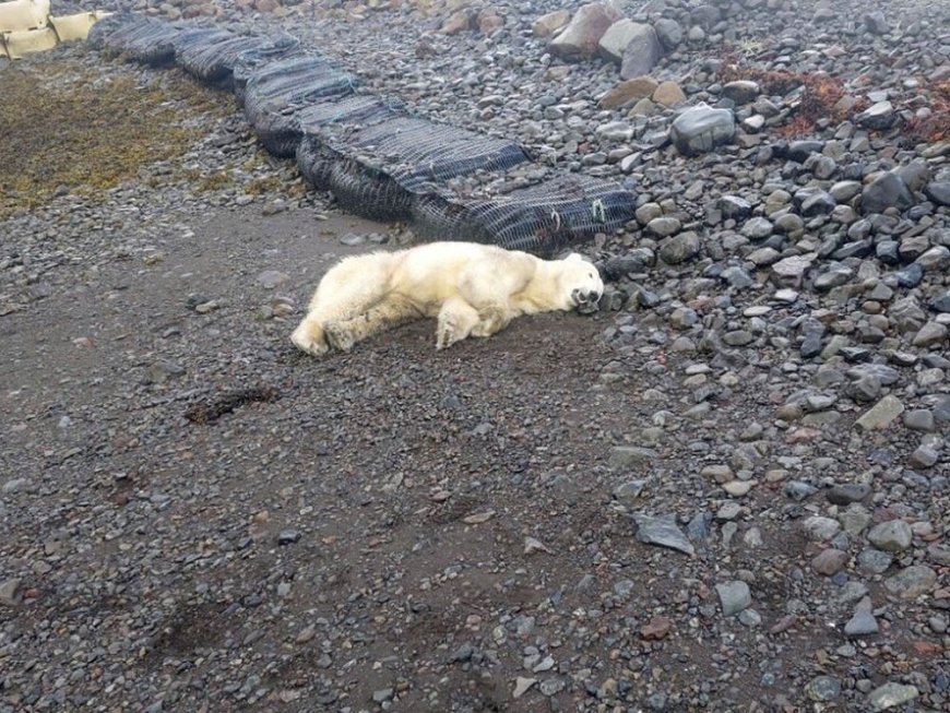 A rare polar bear showed up on the shores of Iceland. Police shot it --[Reported by Umva mag]