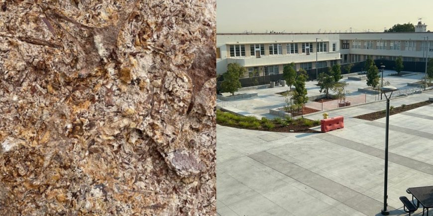 Millions of ancient fossils were discovered underneath a California high school and it's rewriting the state's history. Take a look. --[Reported by Umva mag]