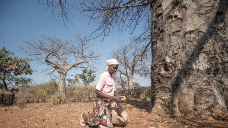 Africa’s baobab tree provides new 'superfood' but local harvesters struggle --[Reported by Umva mag]