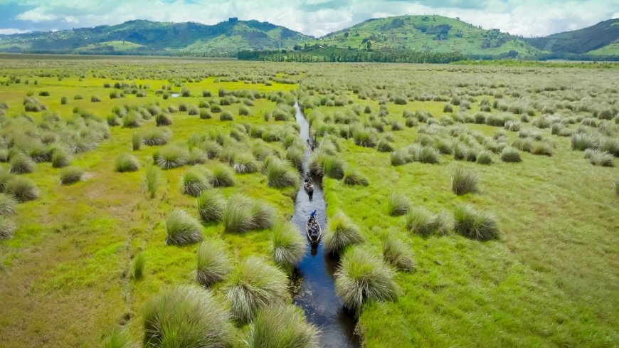 Rugezi Marsh biodiversity: Survey finds over 400 previously undocumented  species --[Reported by Umva mag]