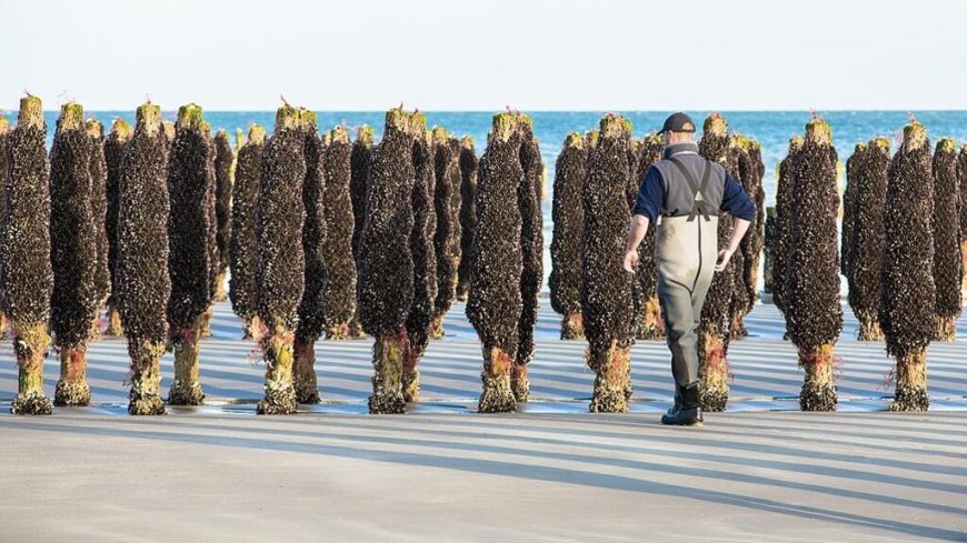 Brittany's mussel farms ravaged by surging spider crab invasion --[Reported by Umva mag]