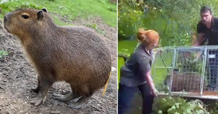 Fugitive capybara Cinnamon who became UK superstar finally caught after week on the run --[Reported by Umva mag]