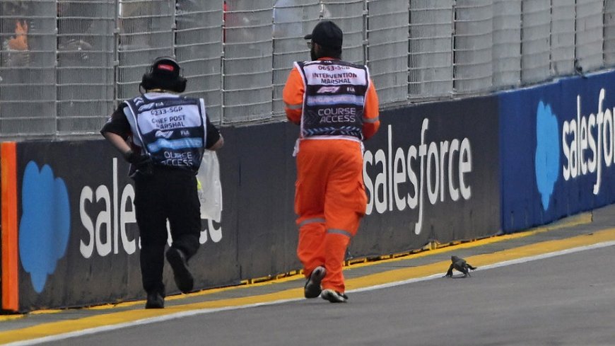 Formula 1 practice race suspended after large lizard invades the track ahead of Singapore Grand Prix --[Reported by Umva mag]