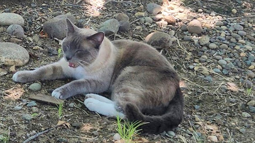 Lost cat makes 900-mile journey back home to California from Yellowstone --[Reported by Umva mag]