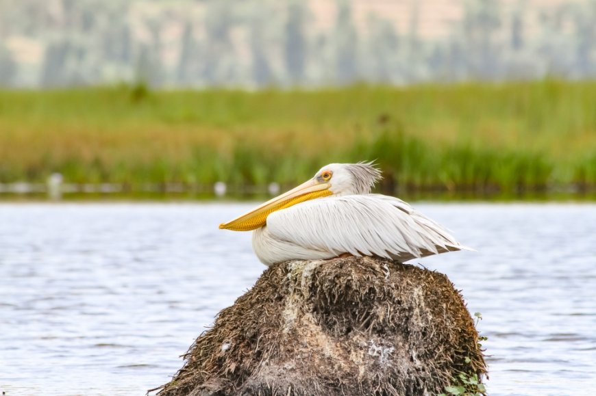 Eight key finds from biodiversity survey on Rwanda's protected Rugezi Marsh --[Reported by Umva mag]