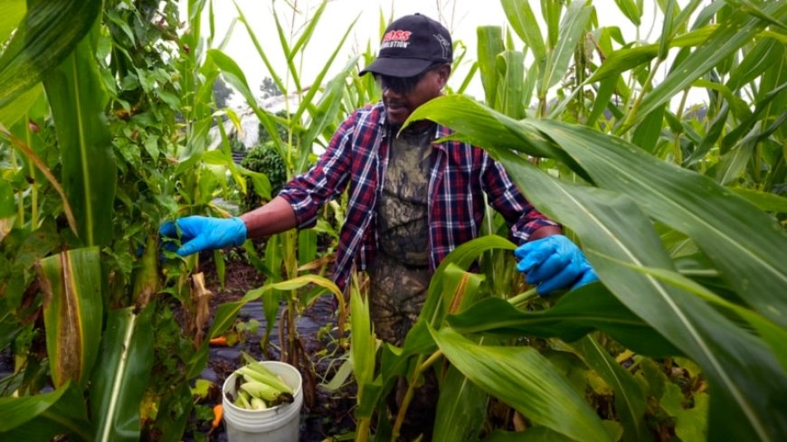 Refugees in New Hampshire turn to farming for income and a taste of home --[Reported by Umva mag]