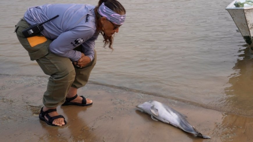 Dolphins dying in Amazon lake made shallow by drought --[Reported by Umva mag]