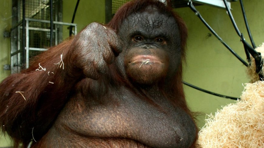 World’s fattest orangutan Oshine ballooned to 15st on diet of jelly & marshmallows – before miraculous weight loss --[Reported by Umva mag]