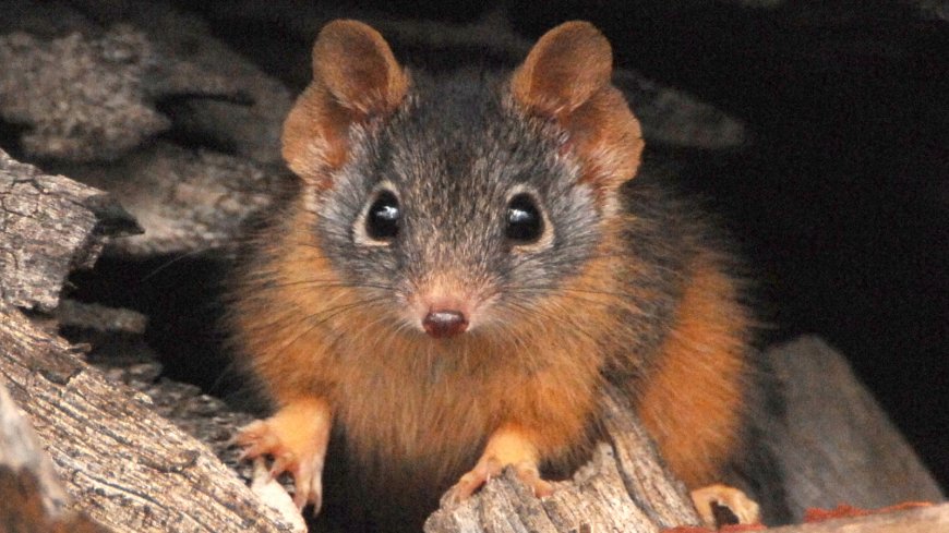 Antechinus: The tiny marsupials where males have sex until they die — then females eat their corpses --[Reported by Umva mag]