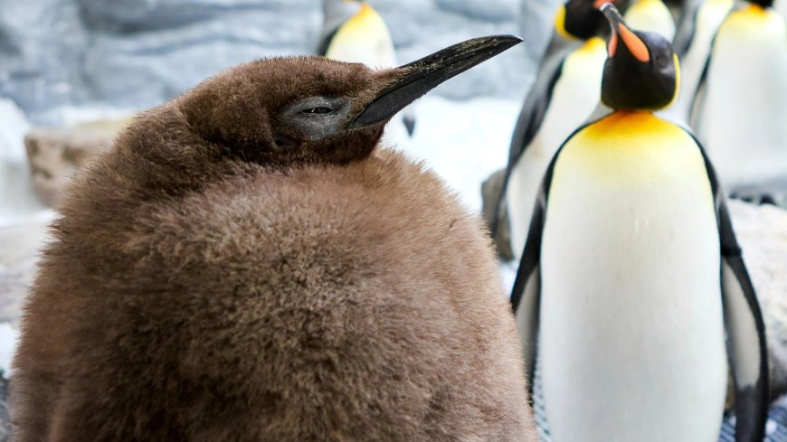 ‘World’s fattest penguin’ Pesto gobbles 25 fish a day, weighs nearly 50lbs…and has people flying 10,500 miles to see him --[Reported by Umva mag]